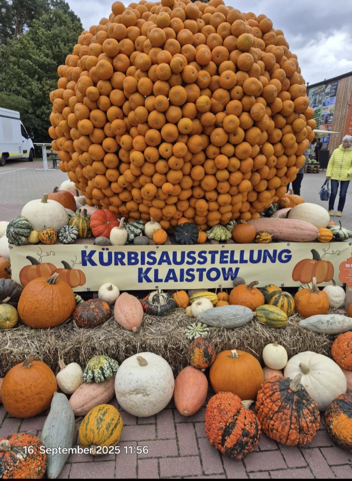 Kürbiszeit 2026 (1)