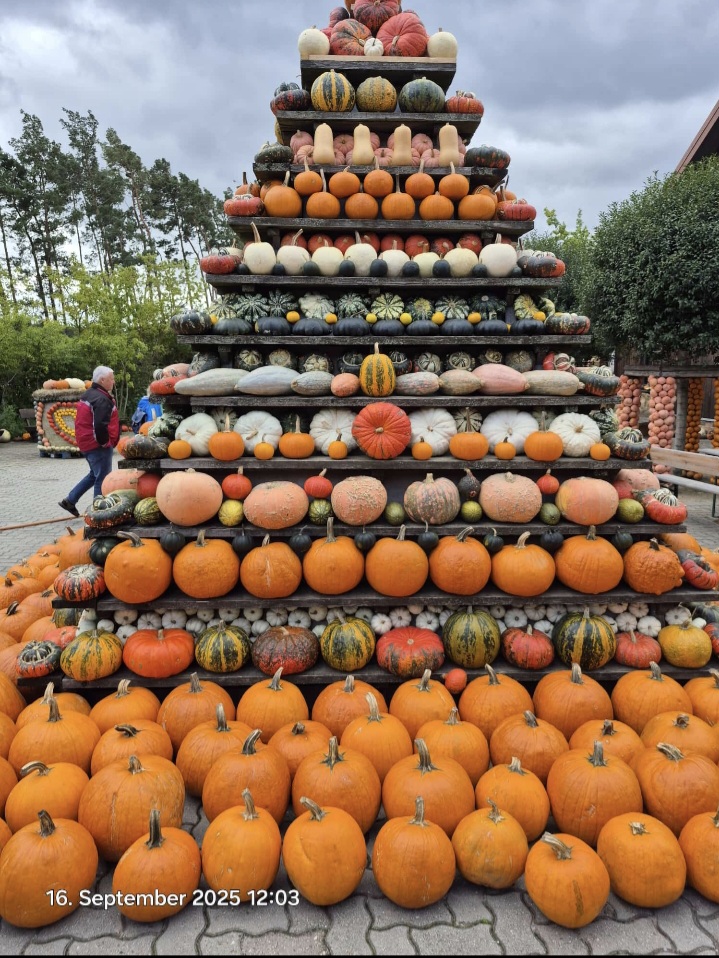 Kürbiszeit 2026 (2)