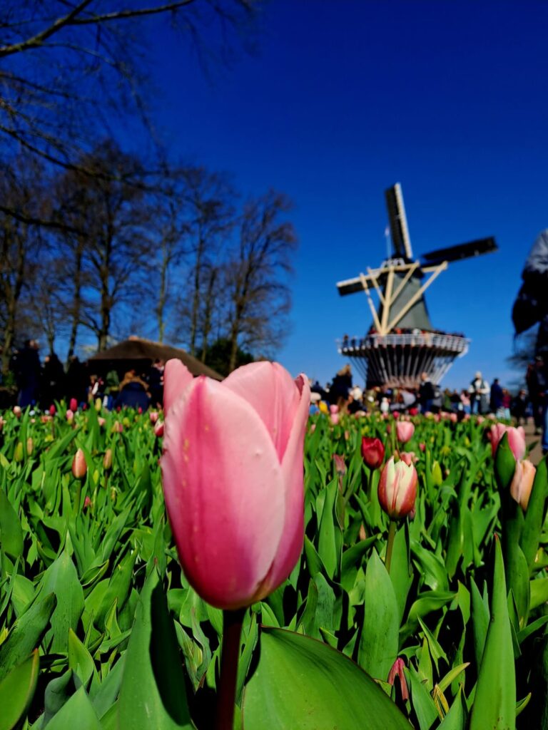 Tulpenblüte 2026 (5)