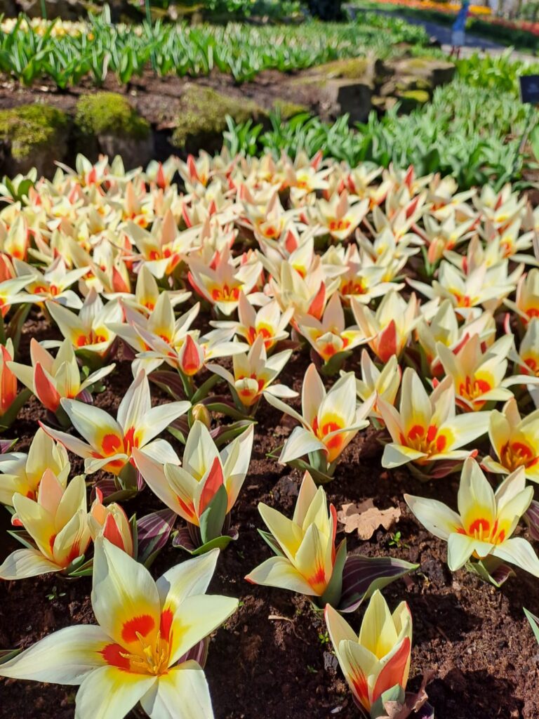Tulpenblüte 2026 (6)