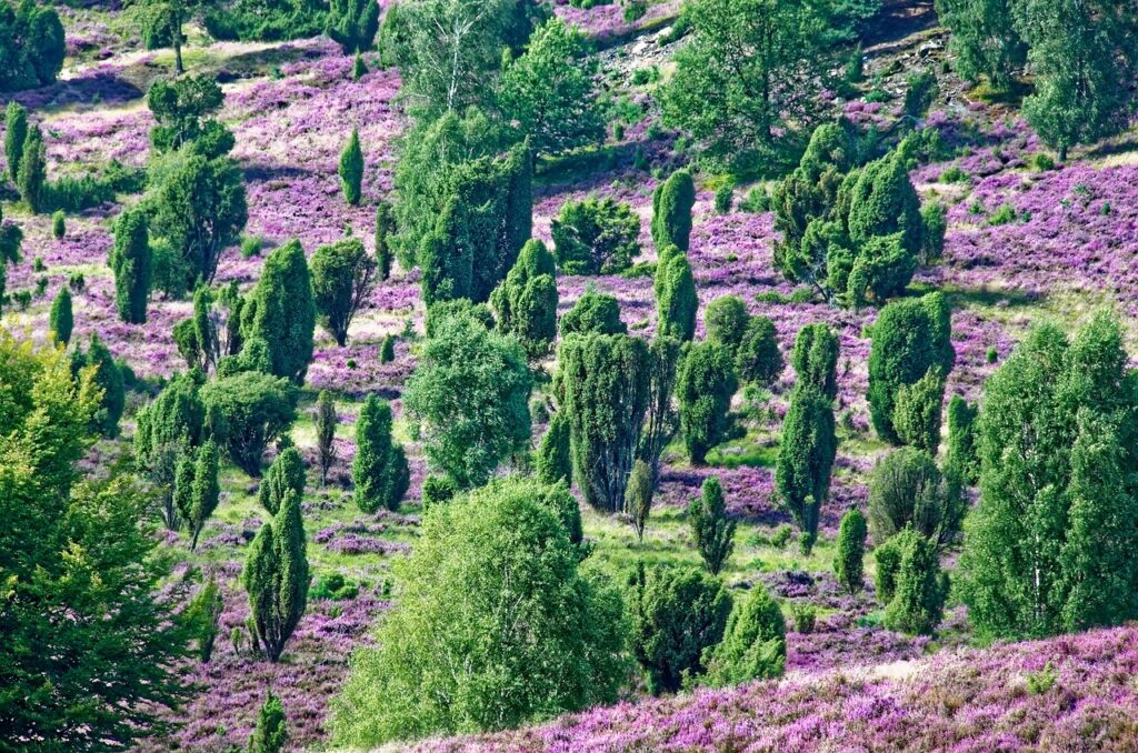 germany-3688803_1280